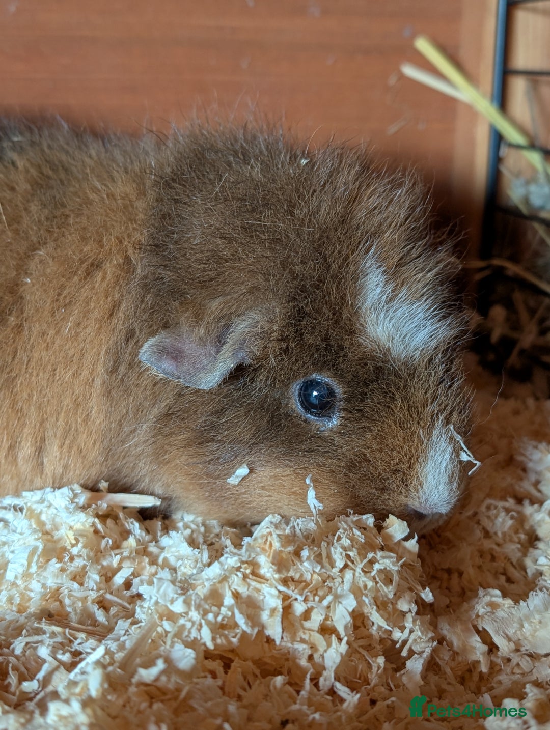 Guinea Pig rodents for sale: Female guinea pig coco - Advert 1