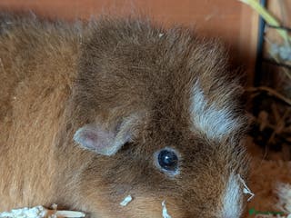 Guinea Pig rodents Female guinea pig coco - Advert 14