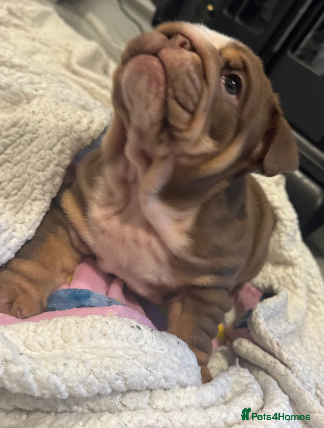 English Bulldog dogs for sale: English bulldogs puppies  - Advert 10