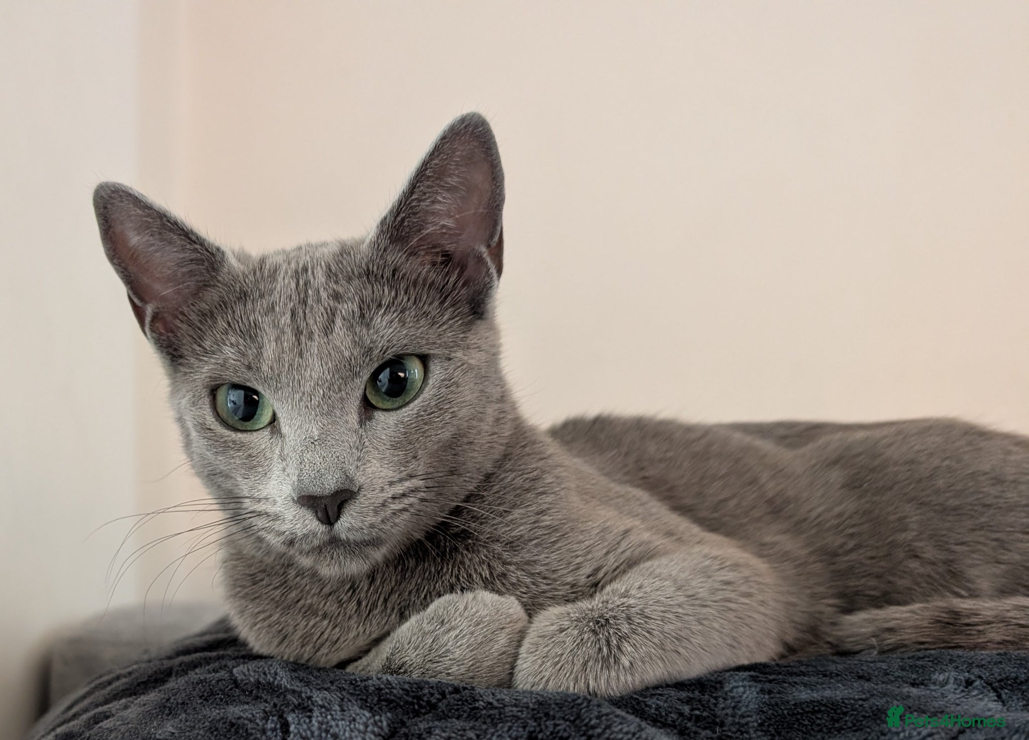 Russian Blue cats for sale: Snou is looking for the best forever home - Advert 3