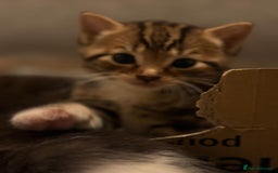 British Shorthair cats for sale: Beautiful kittens  - Image 4