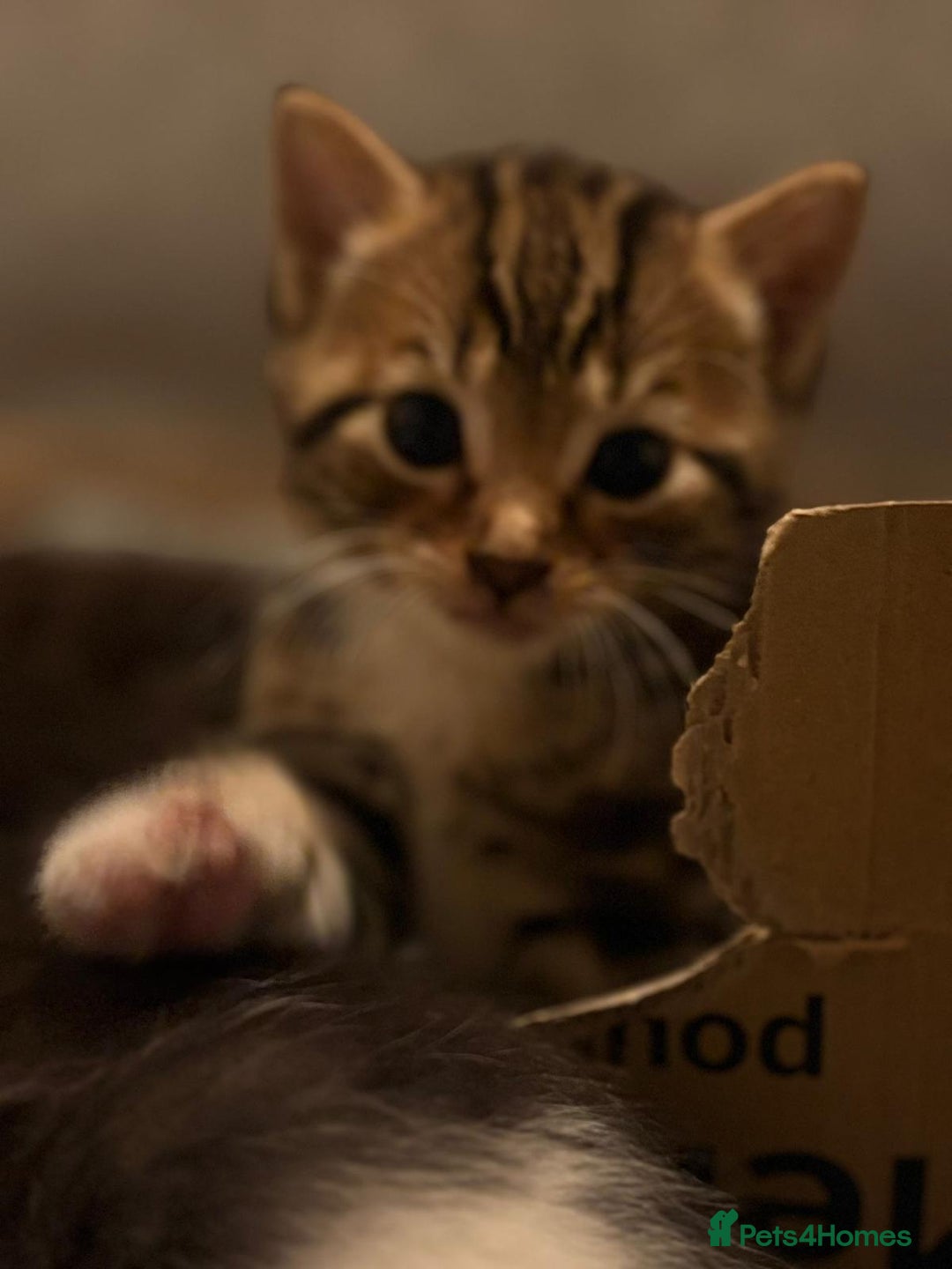 British Shorthair cats for sale: Beautiful kittens  - Image 4