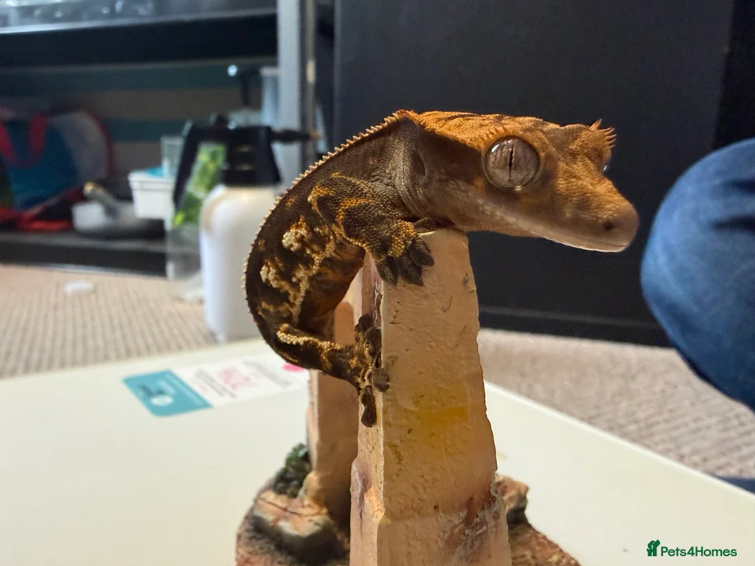 Gecko reptiles for sale: 🔥🔥❤️ Crested Geckos ❤️🔥🔥 - Advert 2