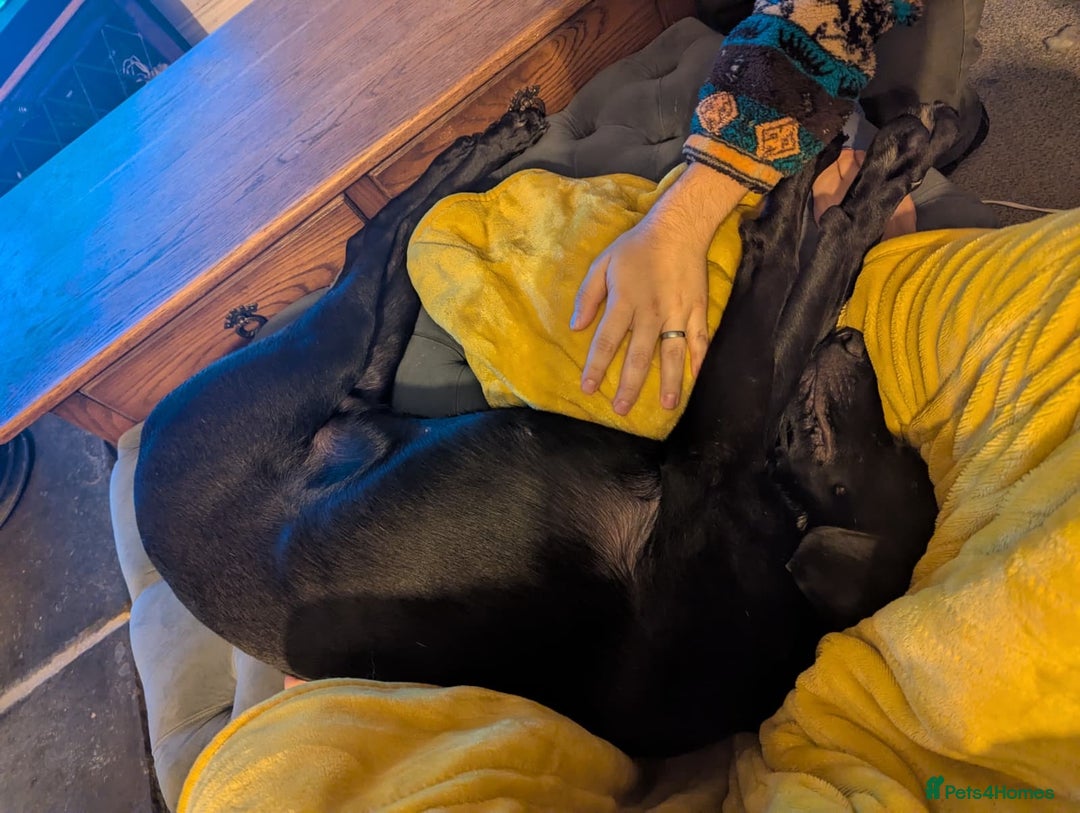 Mixed Breed dogs for adoption: Lando Labrador cross  - Advert 5