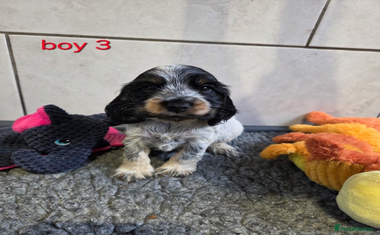 Cocker Spaniel dogs - Advert 1