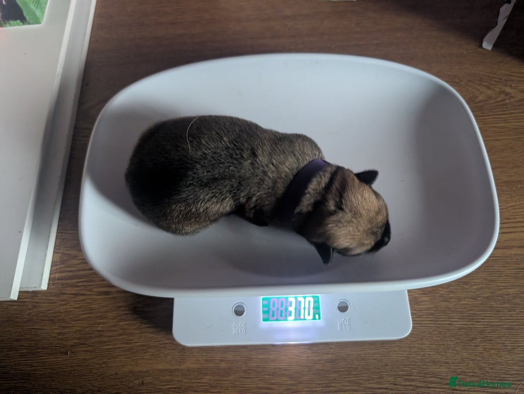 Mixed Breed dogs for sale: Mali X Alsatian and Caucasian X Alsatian. - Advert 7