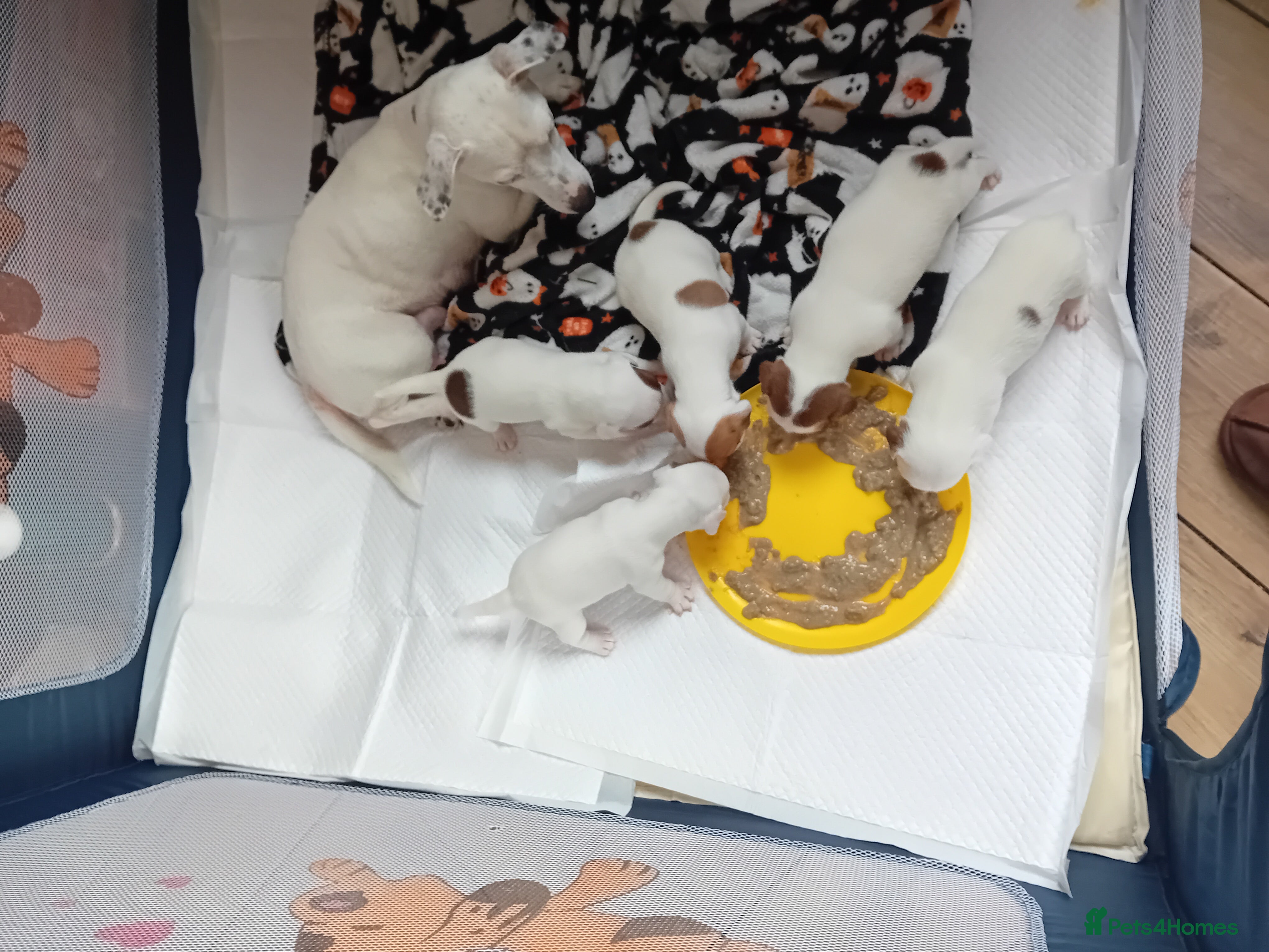 Jack Russell dogs 3 stunning girls  - Advert 1