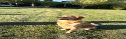 Golden Retriever dogs for sale: Beautiful KC Registered Golden Retriever Boy - Advert 4
