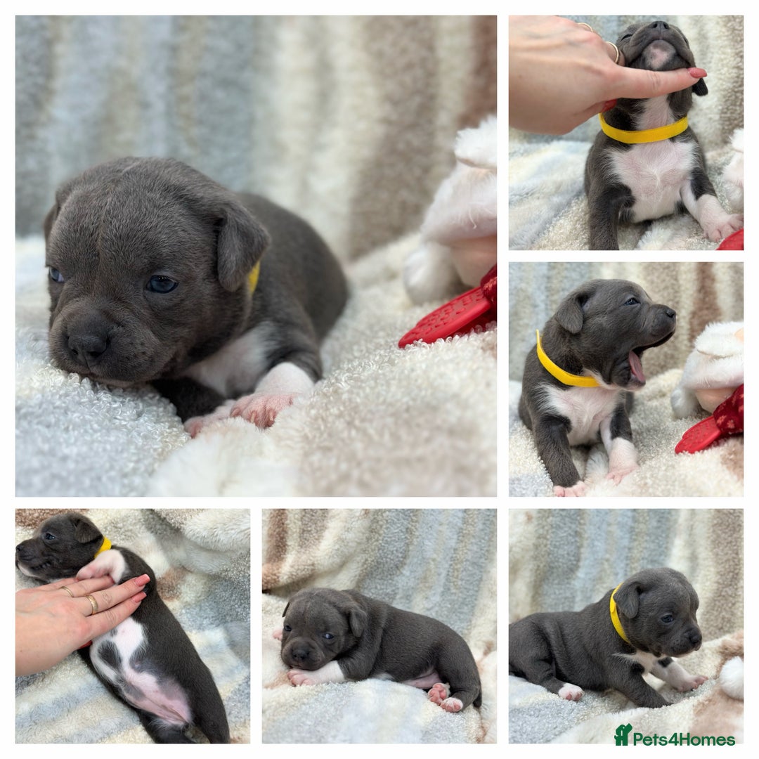Staffordshire Bull Terrier dogs for sale: ✨🥰🐶 KC Registered Staffordshire Bull Terrier  🐾 - Advert 34