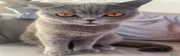 British Shorthair cats for sale: Two beautiful cats for adoption  - Advert 18