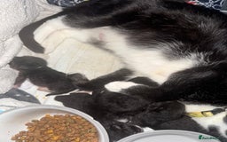 Mixed Breed cats for sale: 3 beautiful girls looking for their forever home  - Image 8