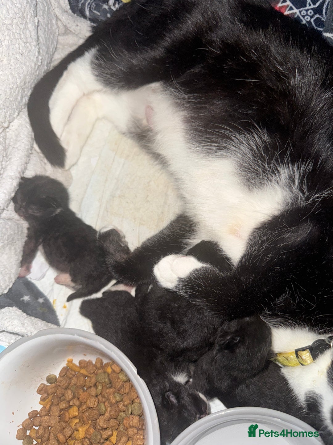 Mixed Breed cats for sale: 3 beautiful girls looking for their forever home  - Image 8