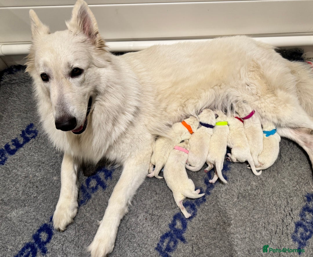 White Swiss Shepherd dogs for sale: Beautiful white Swiss shepherd  - Advert 2