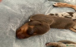 Miniature Dachshund dogs for sale: Dolly mixture dapple/piebald  - Image 6