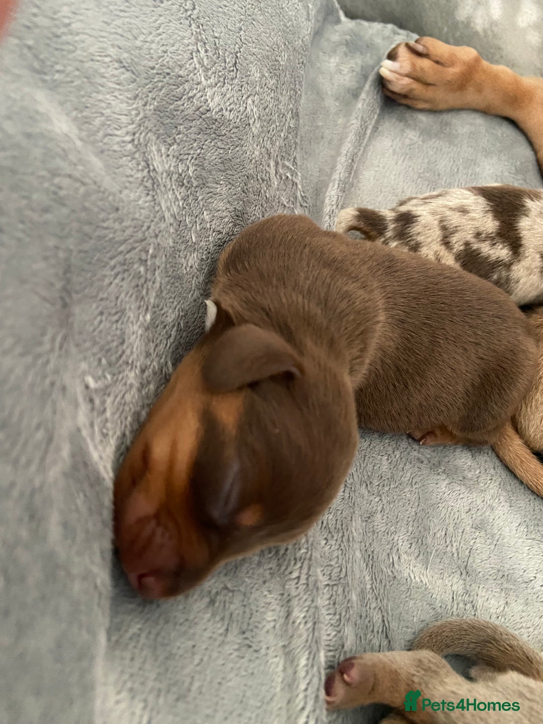 Miniature Dachshund dogs for sale: Dolly mixture dapple/piebald  - Image 6