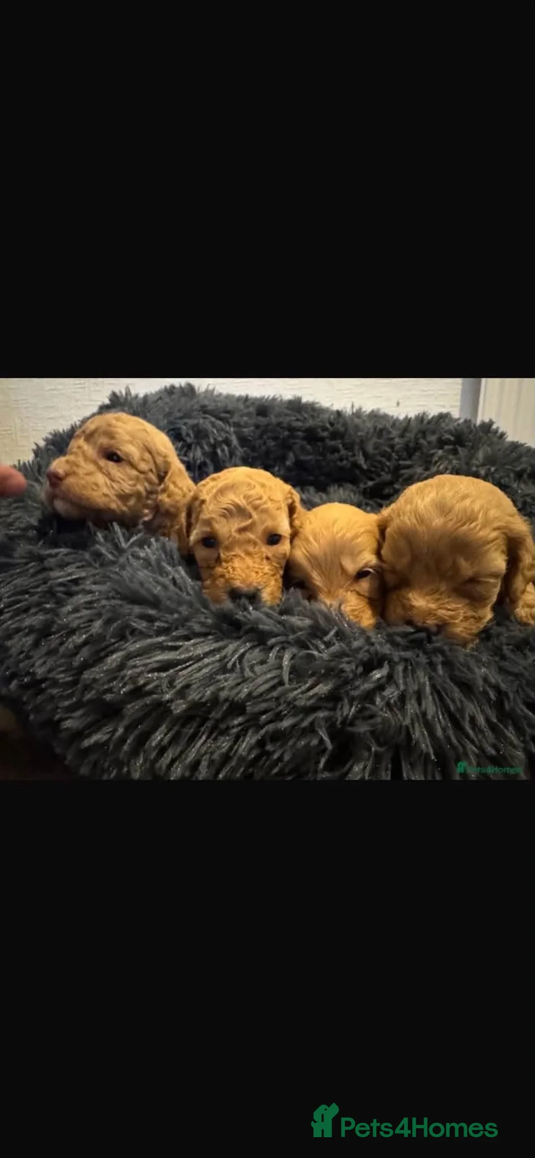 Cockapoo dogs for sale: Cockapoo - Advert 2