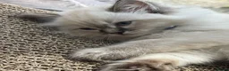 Ragdoll cats for sale: 💙🐾 2 Stunning TICA Ragdoll Boys 🐾💚 - Advert 27