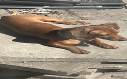 Chiweenie dogs for sale: Dachshund cross - Image 1