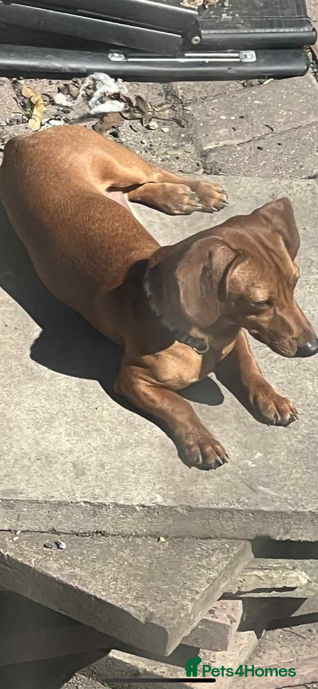 Chiweenie dogs for sale: Dachshund cross - Image 1