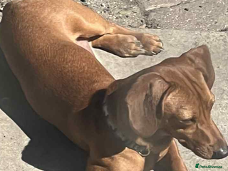 Chiweenie dogs - Advert 26