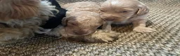 Cavapoo dogs for sale: F1 b cavapoo health tested  - Advert 2