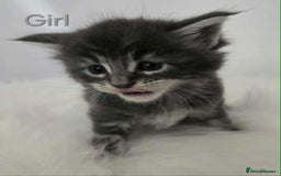 Maine Coon cats for sale: 3 Maine coon kittens. - Image 17