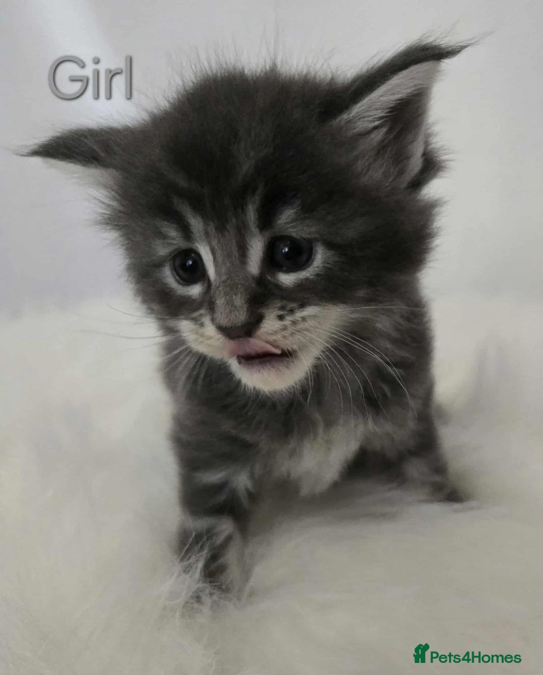 Maine Coon cats for sale: 3 Maine coon kittens. - Image 17