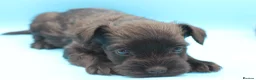 Miniature Schnauzer dogs for sale: 🌟 Exceptional KC Miniature Schnauzer Puppies 🌟 - Advert 13