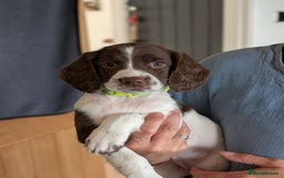English Springer Spaniel dogs for sale: English springer spaniel  - Image 2