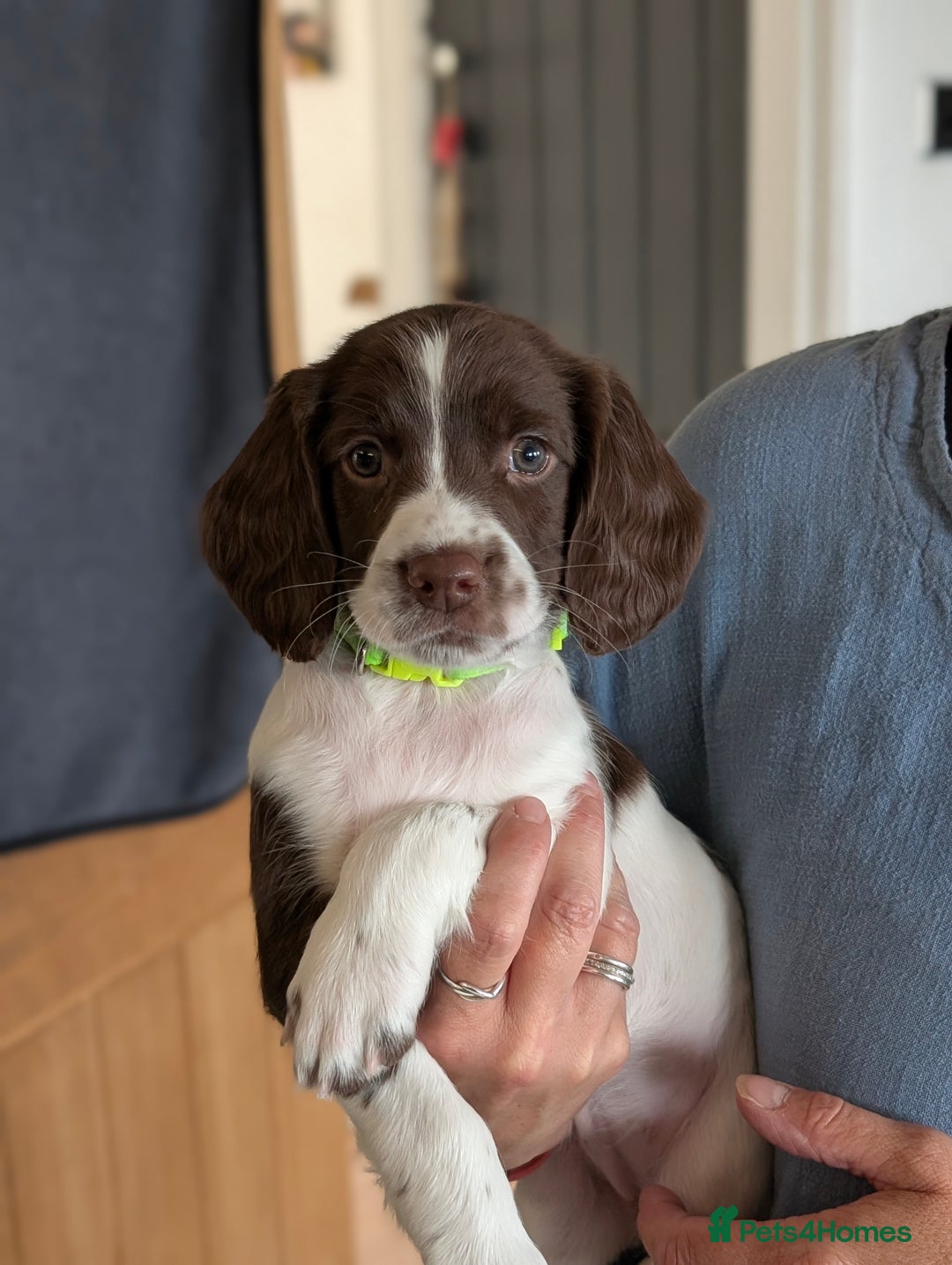 English Springer Spaniel dogs for sale: English springer spaniel  - Image 2