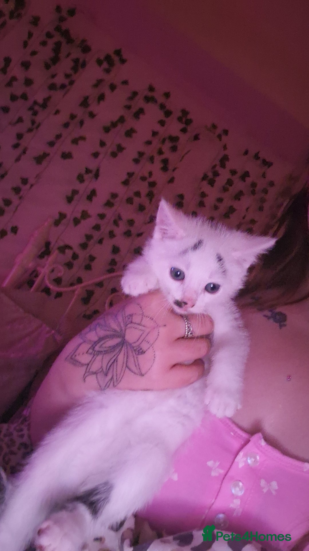Mixed Breed cats for sale: Two lovely kittens  - Image 5