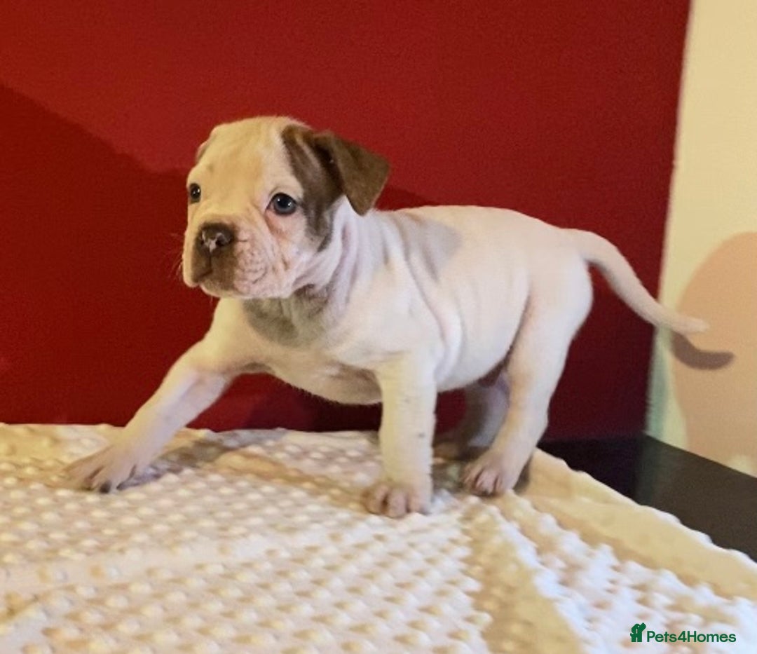 Alapaha Blue Blood Bulldog dogs for sale: TOP QUALITY PURE ALAPAHA BULLDOGS - Advert 14