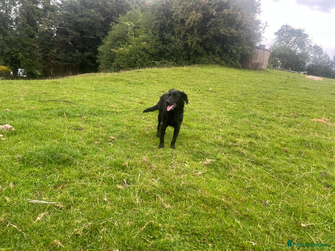 Goldador dogs for sale: Shep  - Image 7