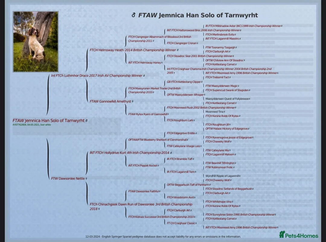 English Springer Spaniel dogs for stud: FTAW Springer Spaniel Stud in Gainsborough - Advert 7