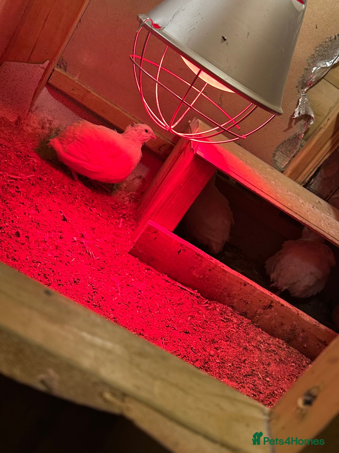 Mixed Breed birds for sale: ENGLISH WHITE QUAIL - Advert 6