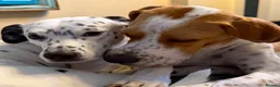 Pointer dogs for adoption: Remi (English Pointer) in Bedford - Advert 25