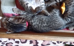 Bengal cats for sale: 6 Stunning Bengal Cross Kittens – Ready 31/10/2025 - Image 15