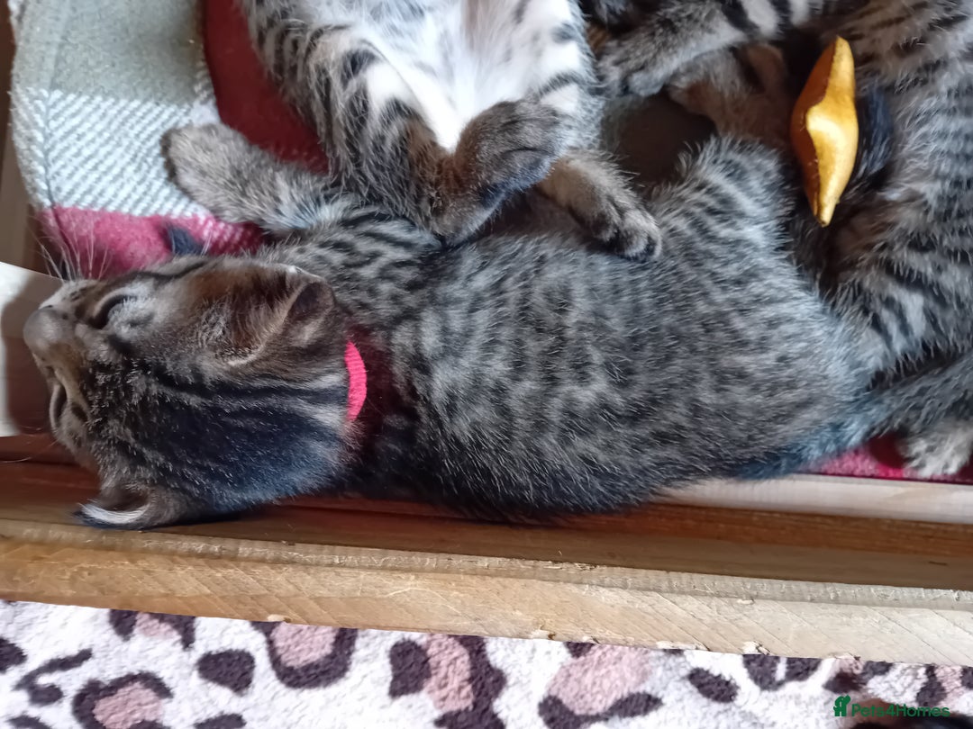 Bengal cats for sale: 6 Stunning Bengal Cross Kittens – Ready 31/10/2025 - Image 15