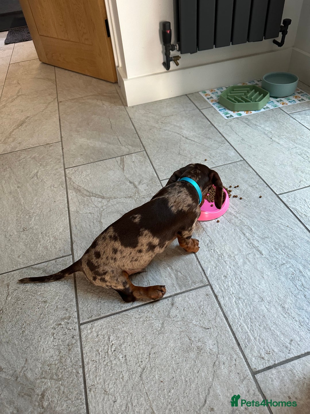Miniature Dachshund dogs for sale: Otto  - Advert 25