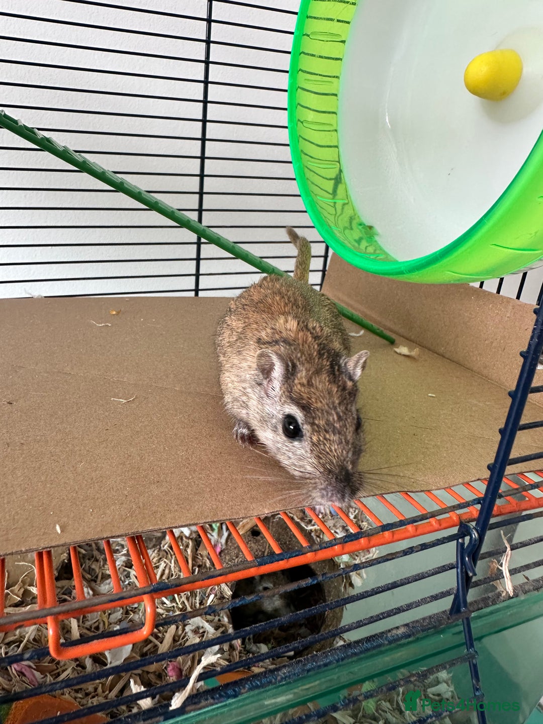 Gerbil rodents for sale: 2 Female Gerbils for rehoming.  - Image 5