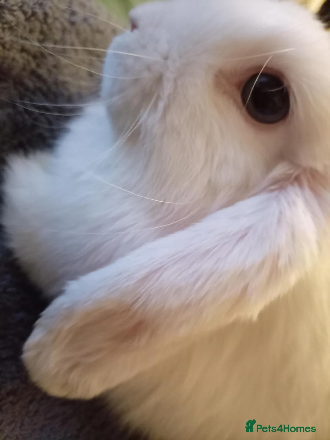 Mini Lop rabbits for sale: Adorable blue eyed white mini lop - Advert 4