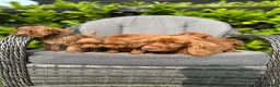 Cockapoo dogs for sale: Red cockapoo puppies  - Advert 8