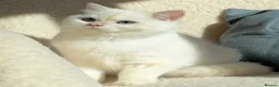 British Shorthair cats for sale: Exceptional Golden British Shorthair – NY 11 33 - Advert 4