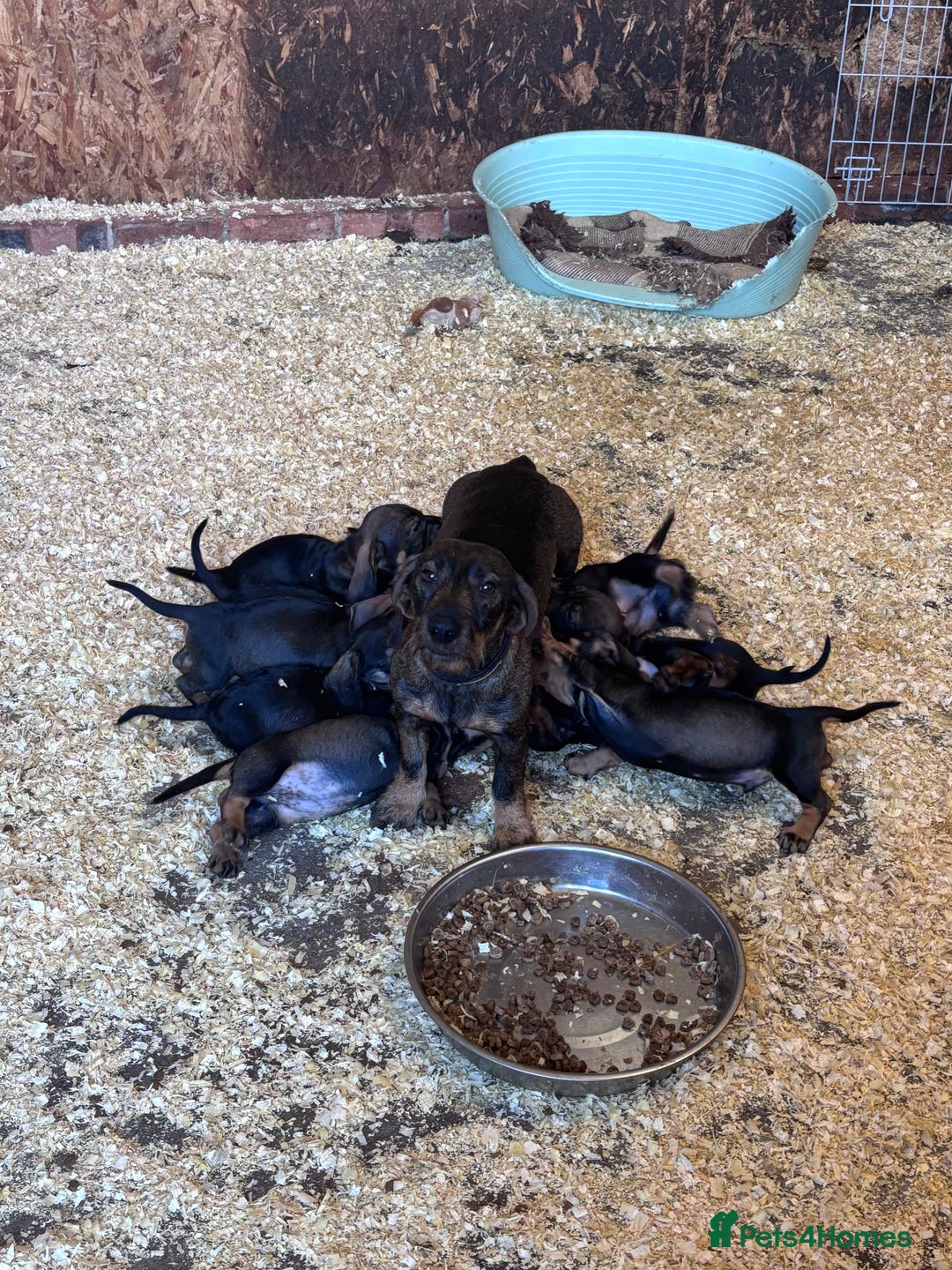 Dachshund dogs for sale: Wire haired dachshund (teckle) - Advert 6