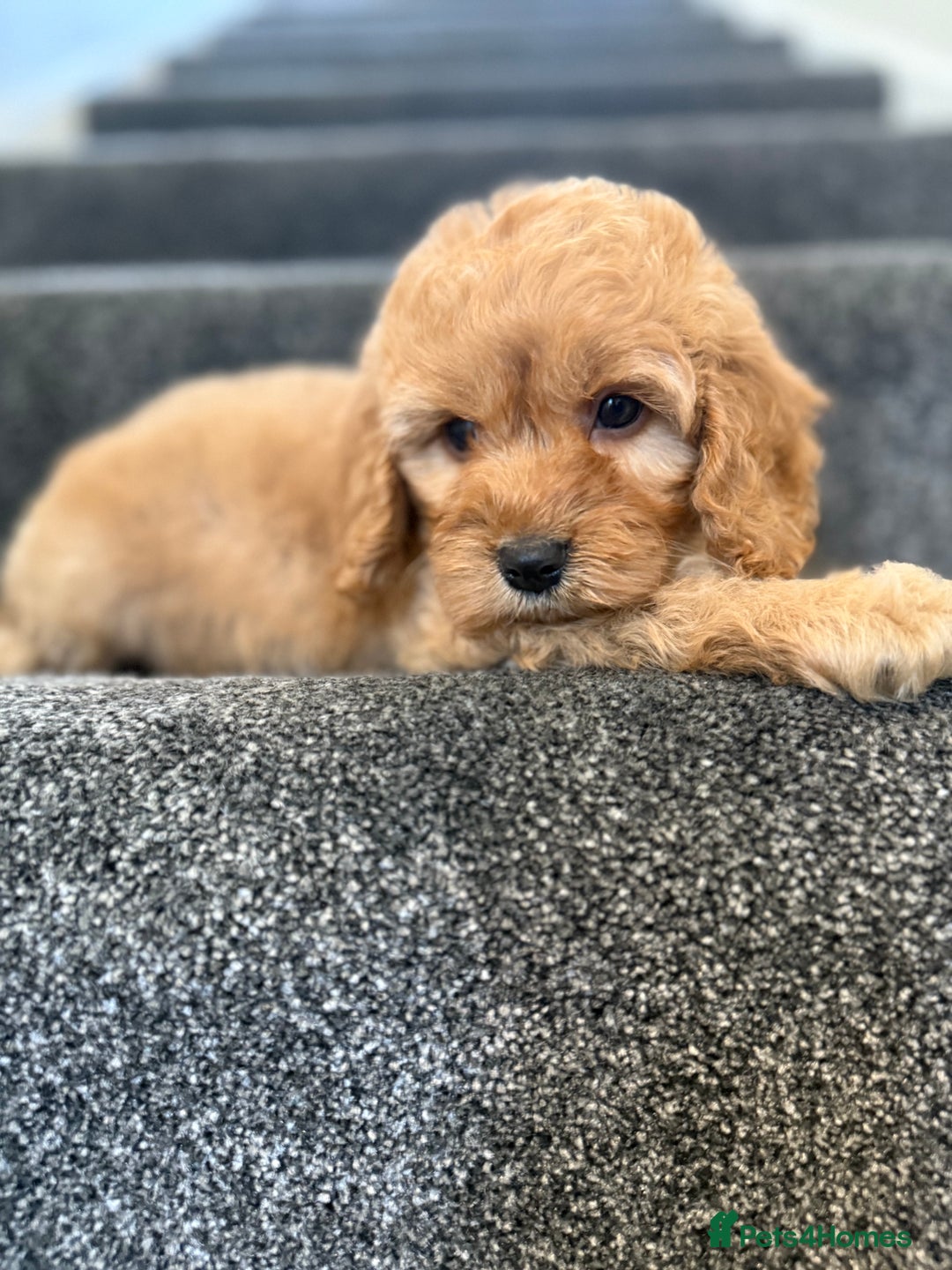 Cockapoo dogs for sale: Ready to go forever home one girl left  - Image 16