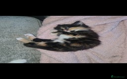 British Shorthair cats for sale: Beautiful brother and sister kittens  - Image 3