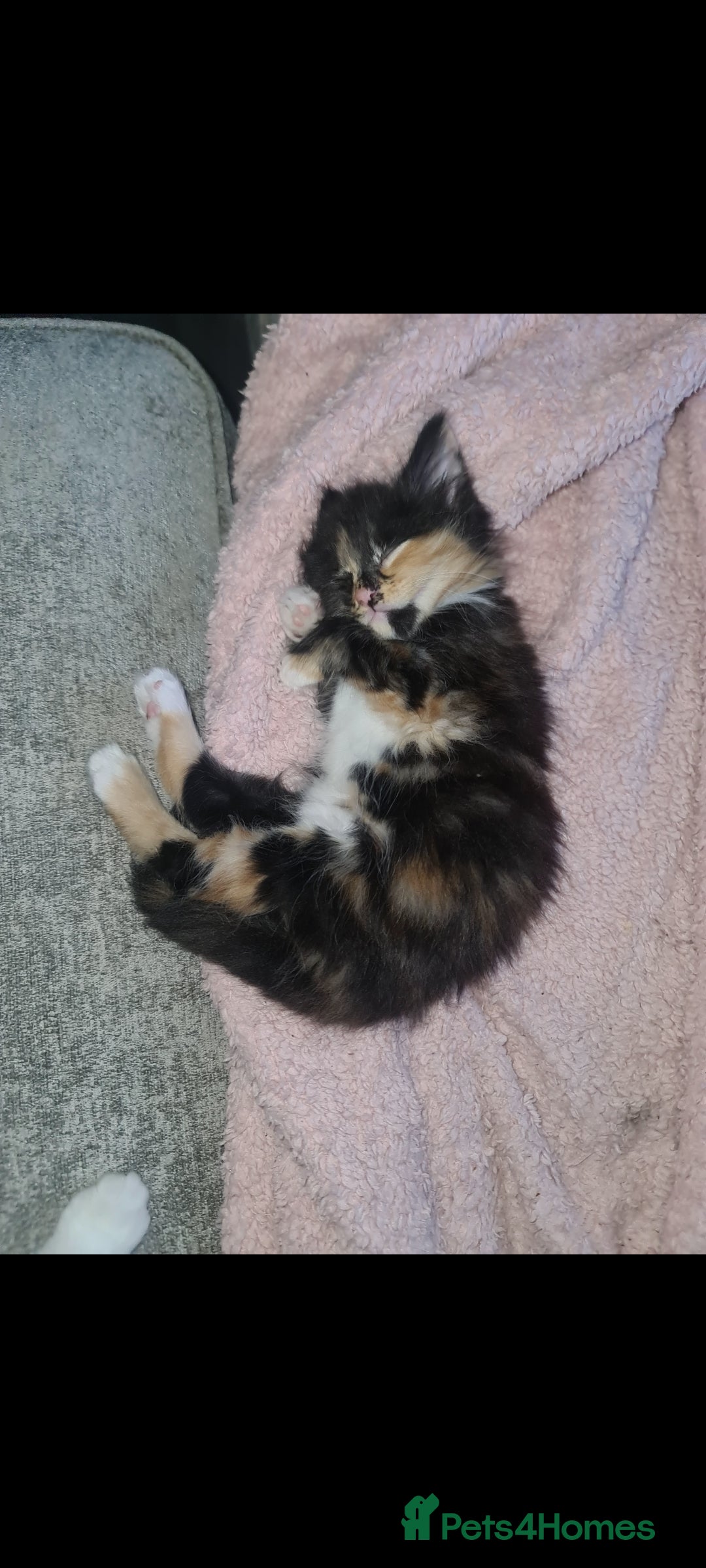 British Shorthair cats for sale: Beautiful brother and sister kittens  - Image 3