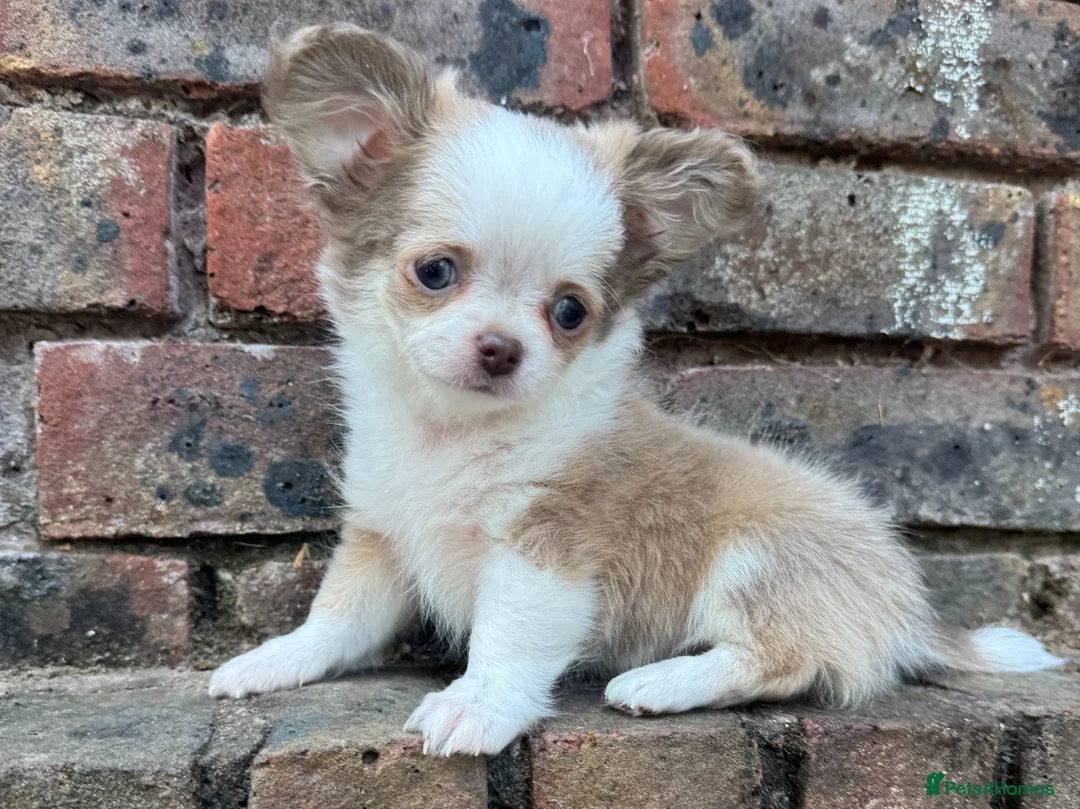 Chihuahua dogs for sale: **PRICE REDUCTION** 🐾🩶 READY TO GO LAST TINY BOY - Advert 2