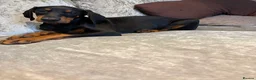Dobermann dogs for sale: Champion and working lines KC Doberman litter - Advert 4