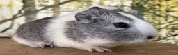 Guinea Pig rodents for sale: Baby sow guinea pigs  - Advert 2